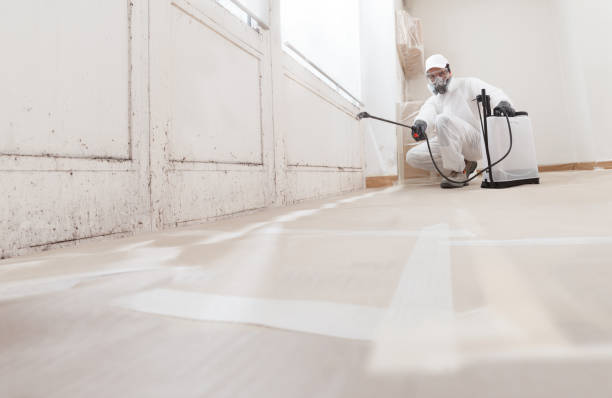 Trusted Attic Mold Removal service in Freeport, FL - WQB Mold Removal
